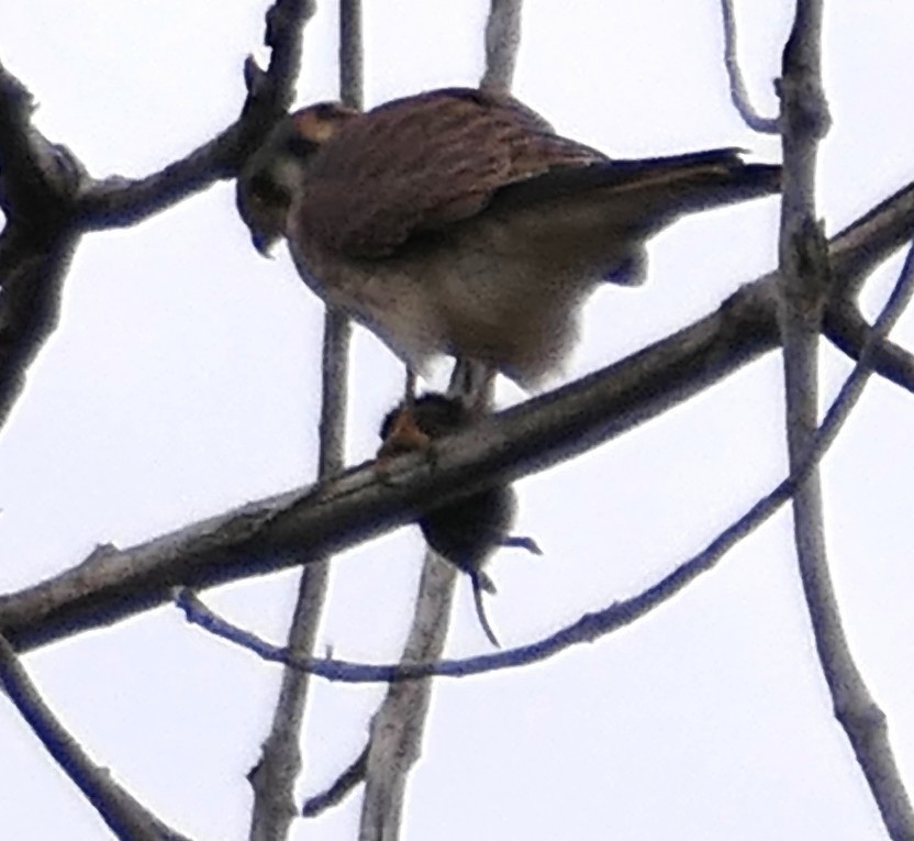 American Kestrel - ML645633545