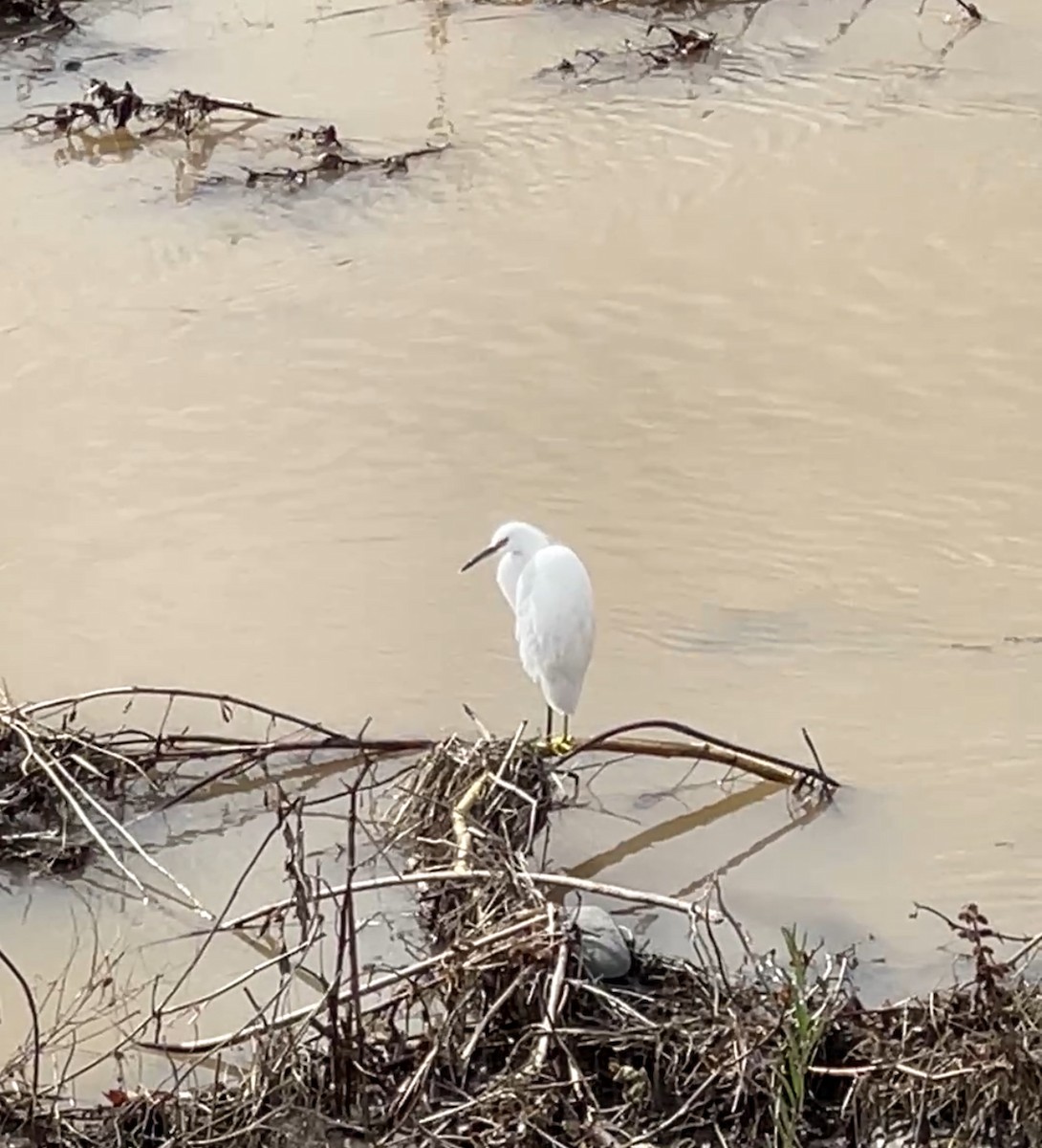 Snowy Egret - ML645633546