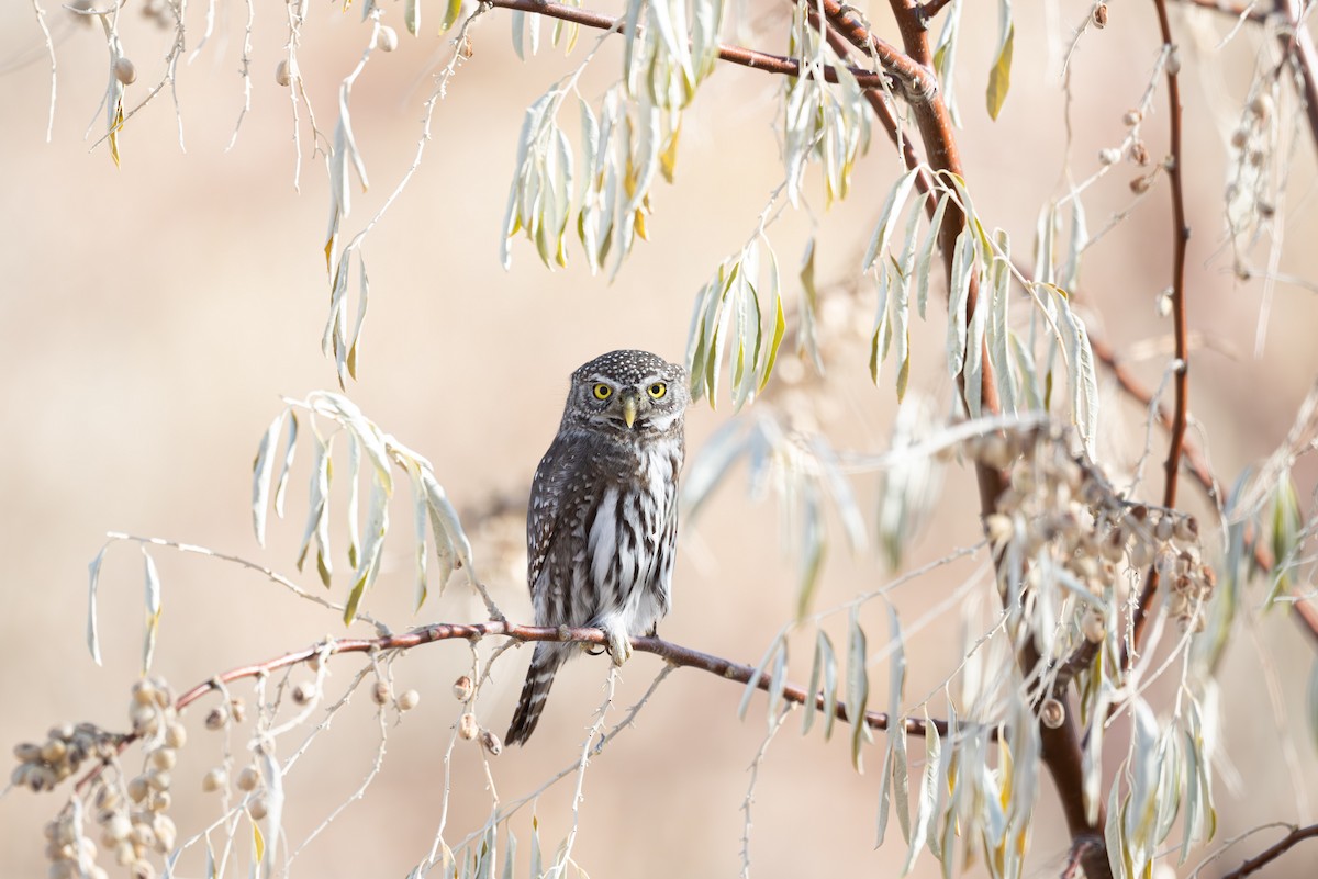 Northern Pygmy-Owl - ML645633547
