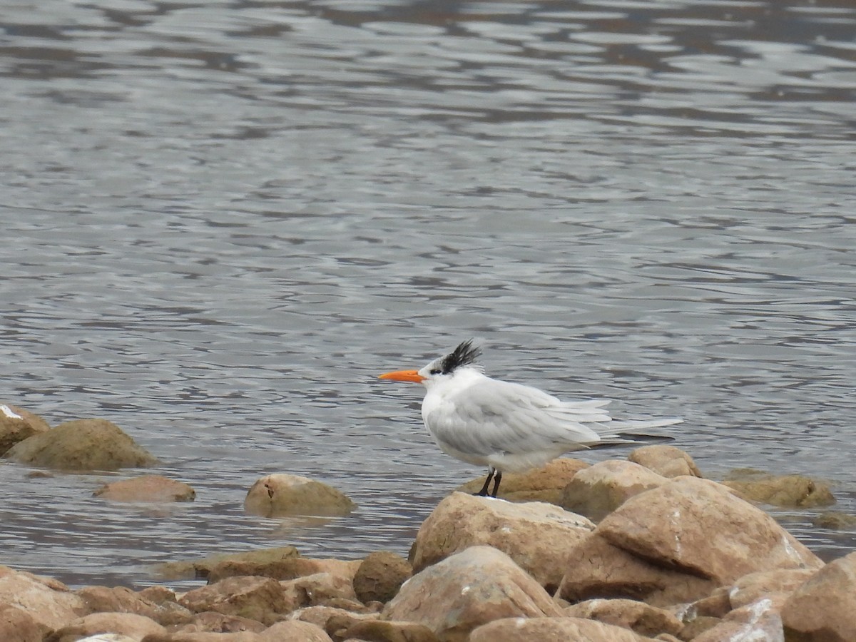 Royal Tern - ML645633548