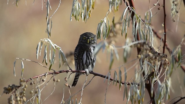 Сичик-горобець гірський - ML645633552