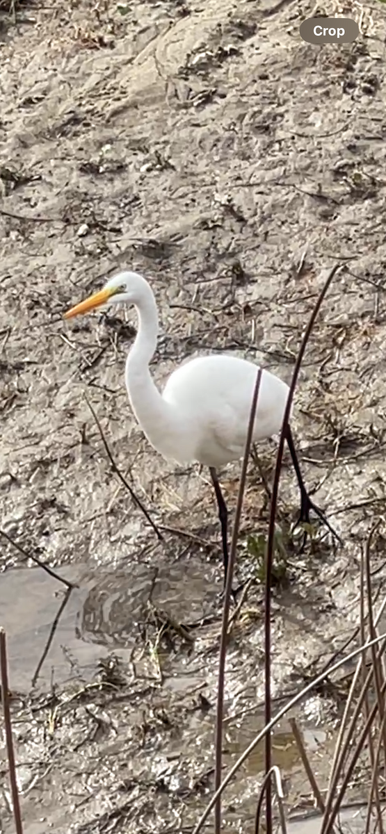 Great Egret - ML645633556