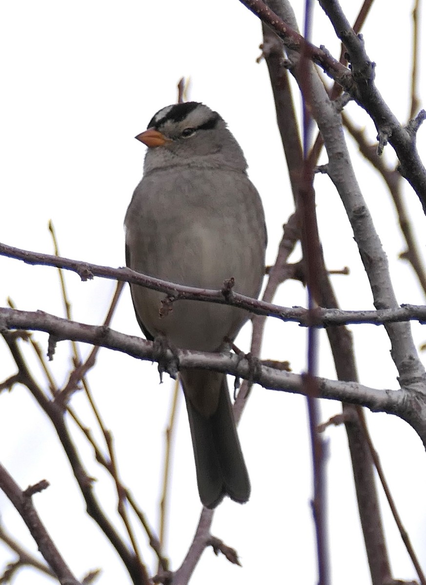 White-crowned Sparrow - ML645633559