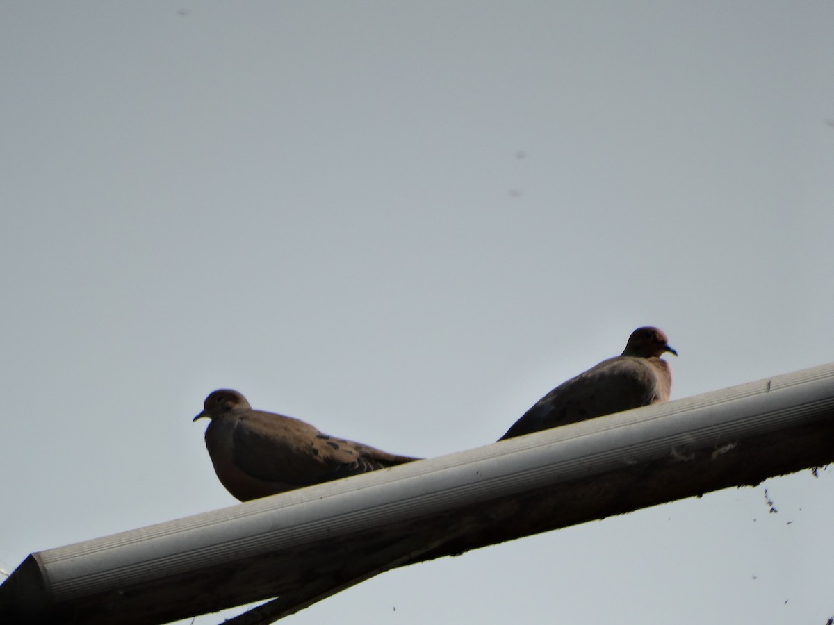 ナゲキバト - ML645633570