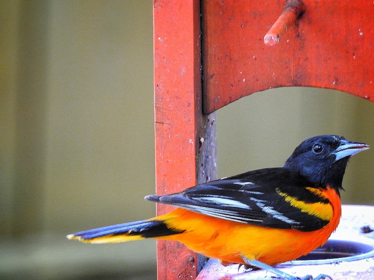 Балтиморский трупиал - ML645633572