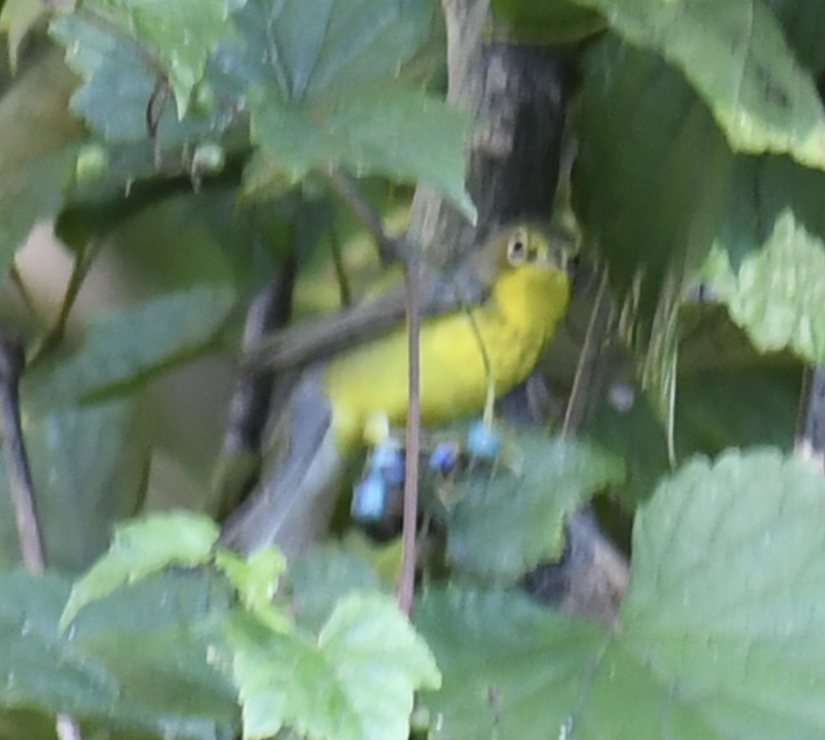 Reinita Canadiense - ML645633574