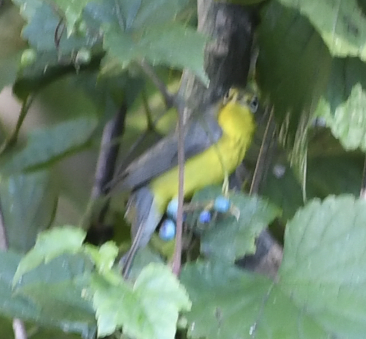 Reinita Canadiense - ML645633575