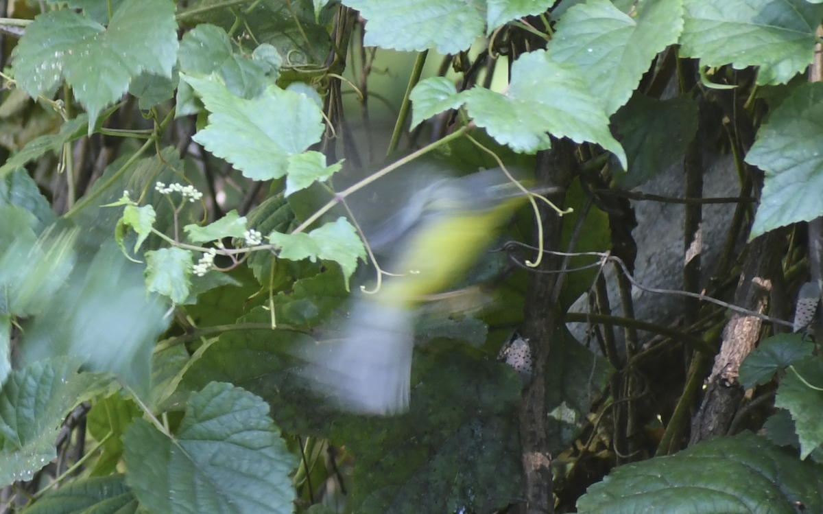 Reinita Canadiense - ML645633576