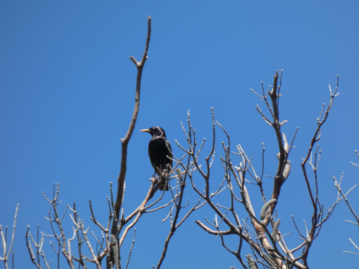 European Starling - ML645633577
