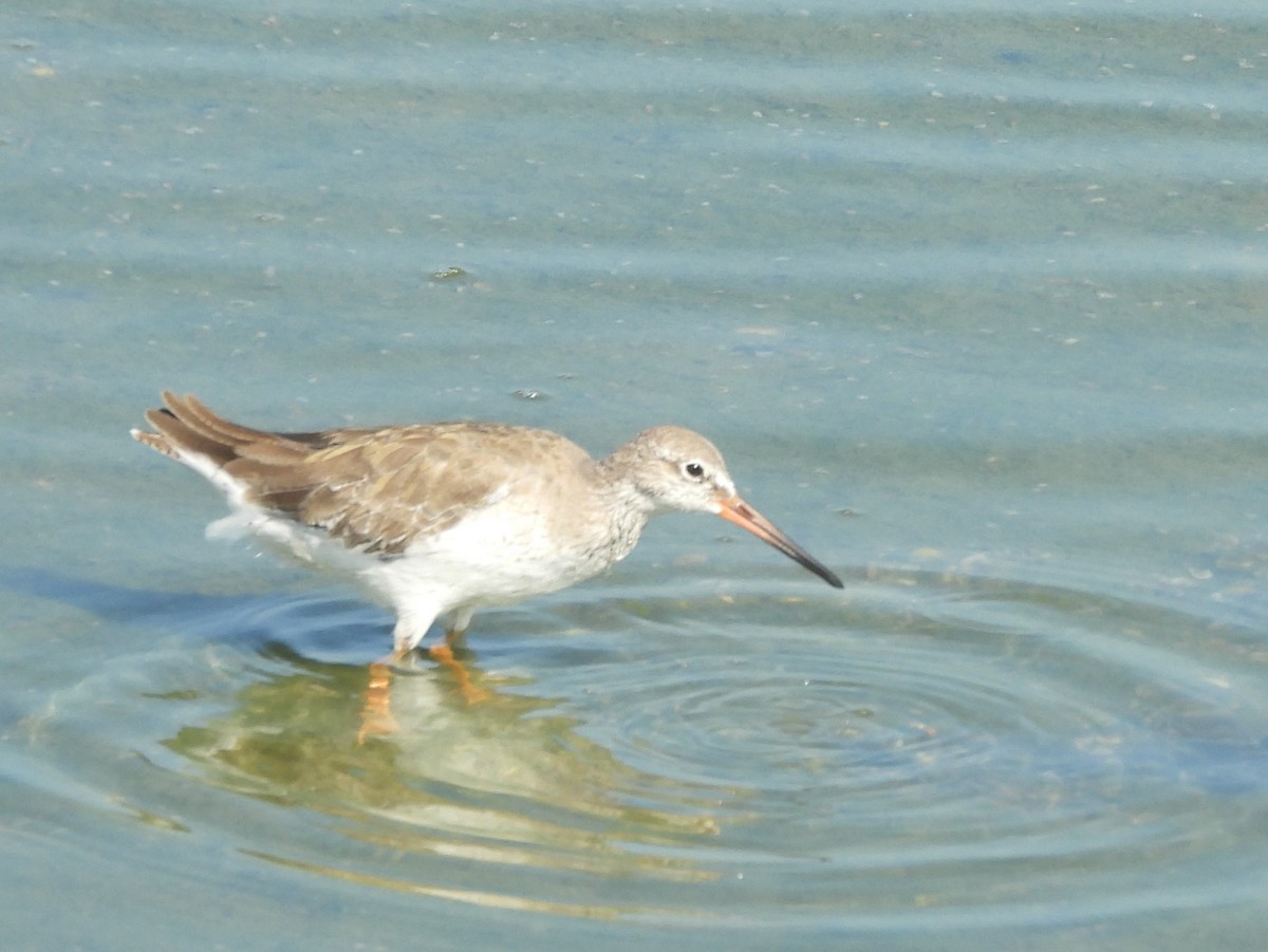 Common Sandpiper - ML645633578