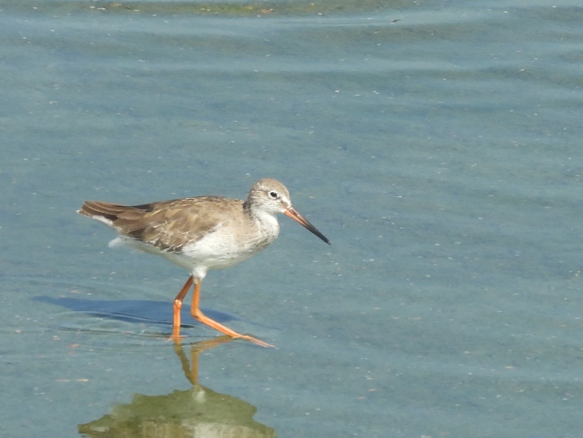 Common Sandpiper - ML645633579