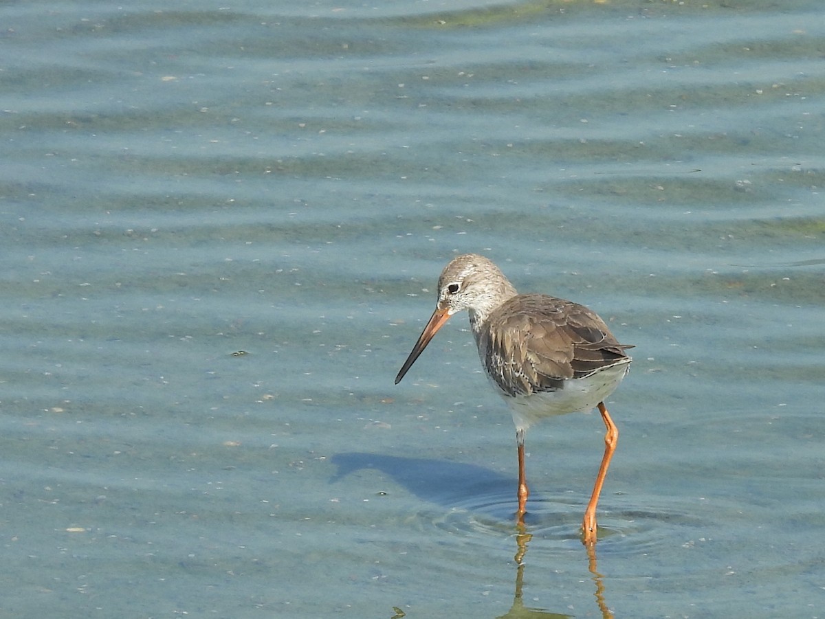 Common Sandpiper - ML645633580