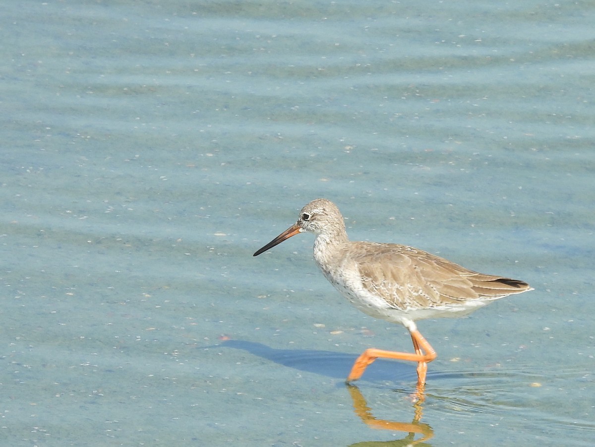 Common Sandpiper - ML645633581