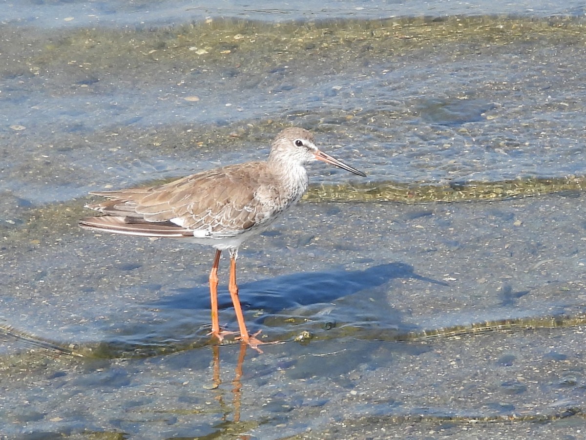 Common Sandpiper - ML645633582