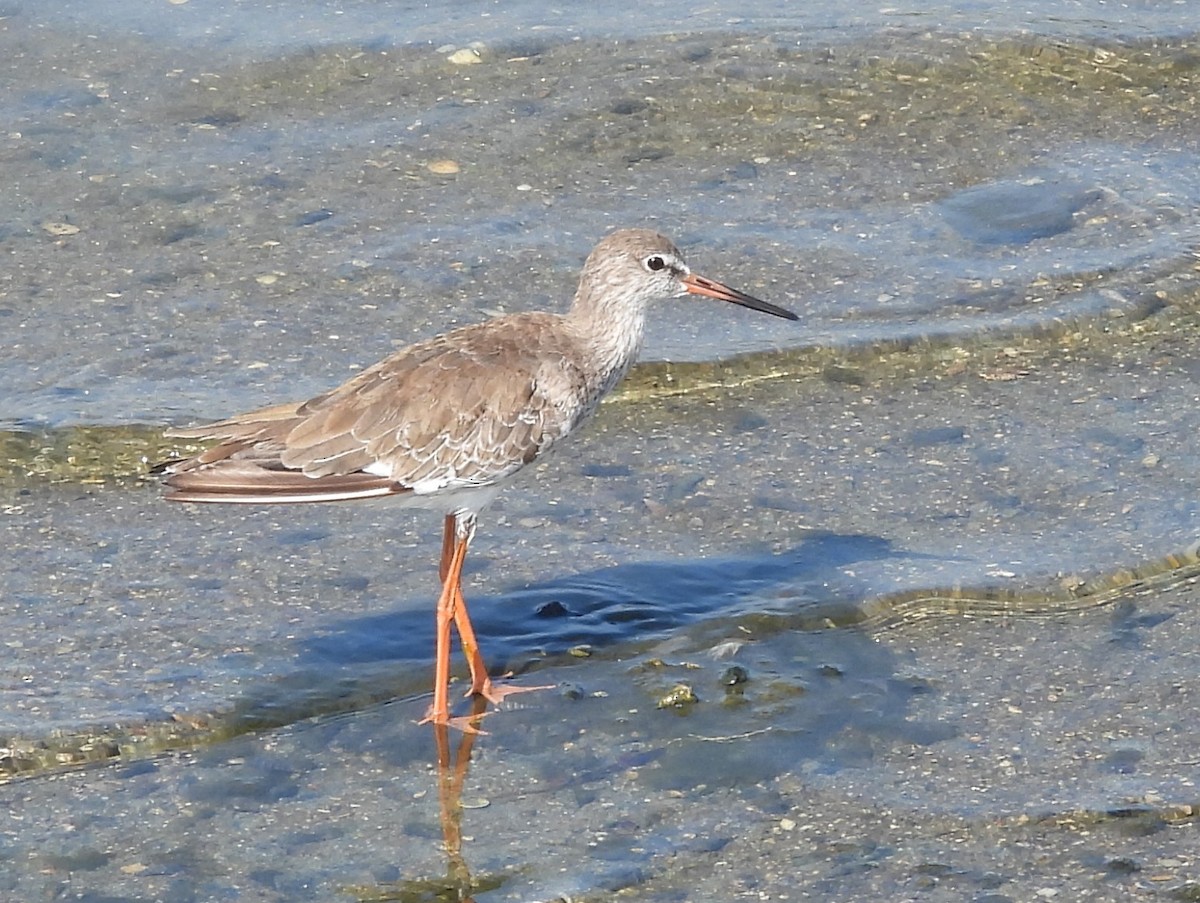 Common Sandpiper - ML645633584
