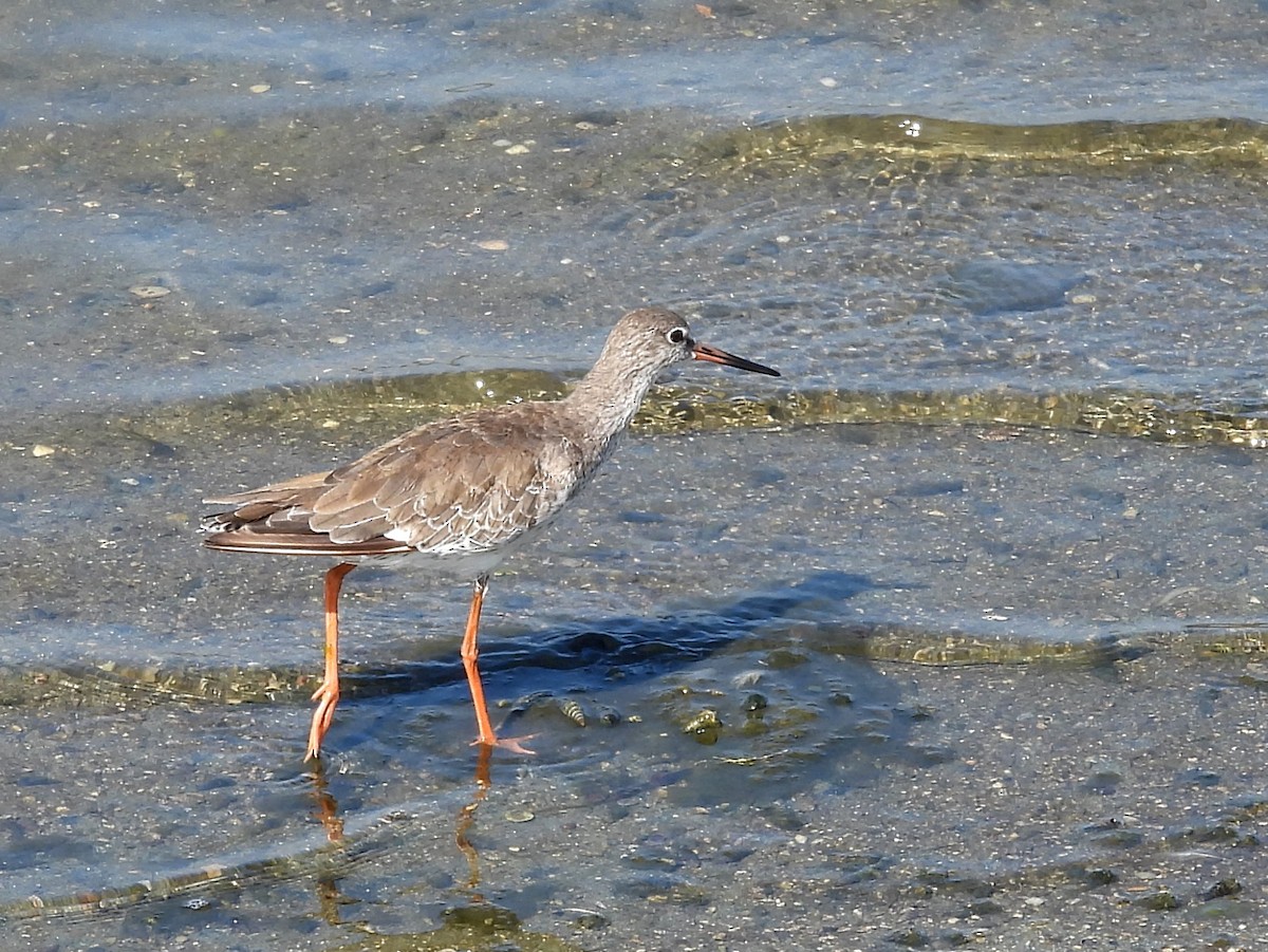 Common Sandpiper - ML645633585