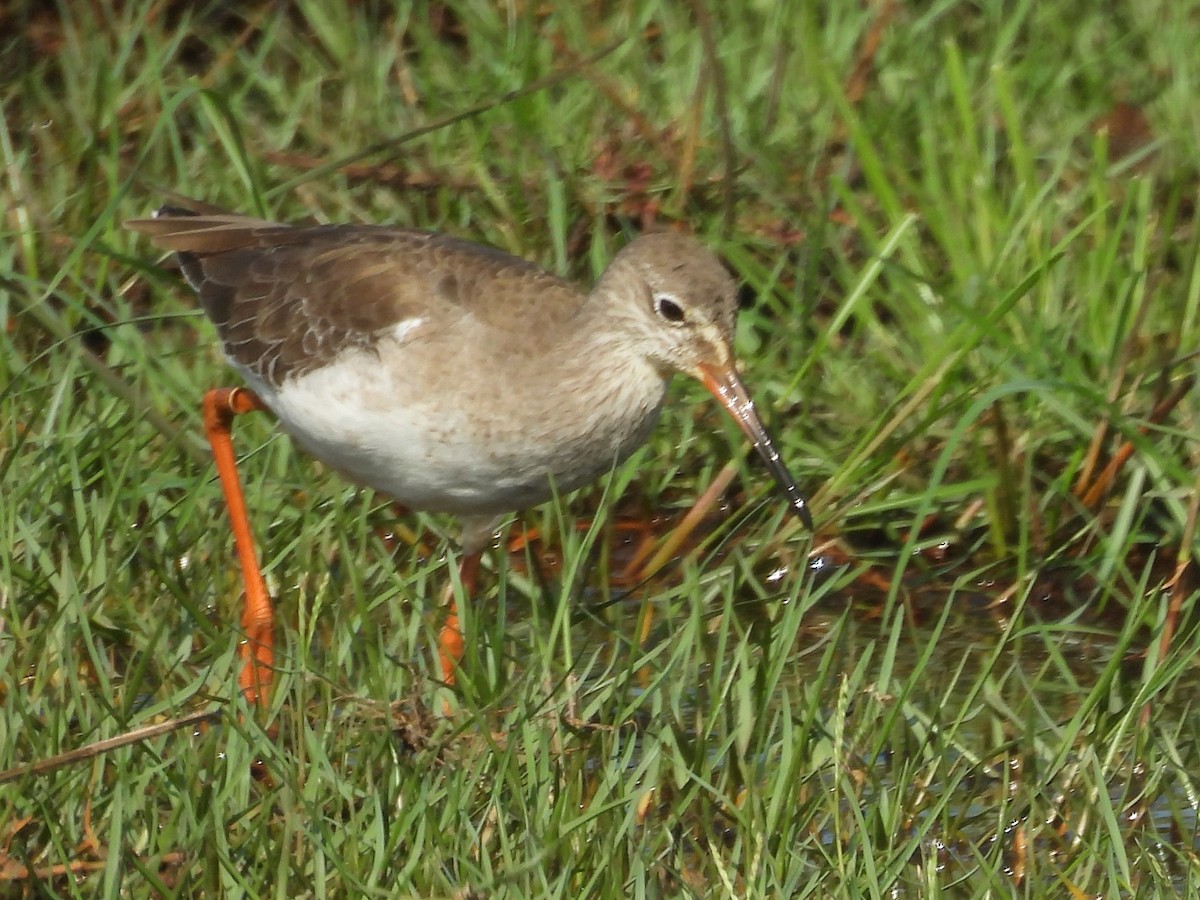 Common Sandpiper - ML645633586