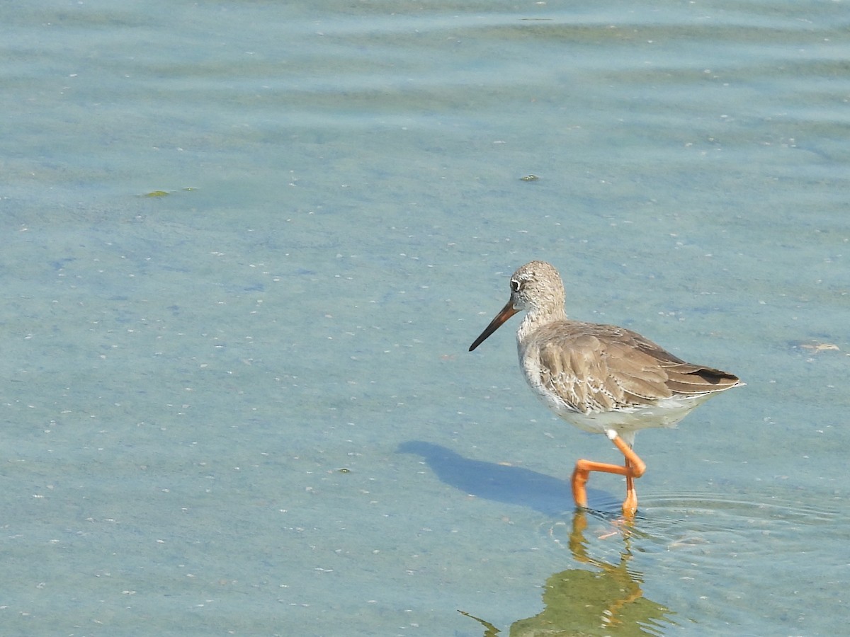 Common Sandpiper - ML645633587