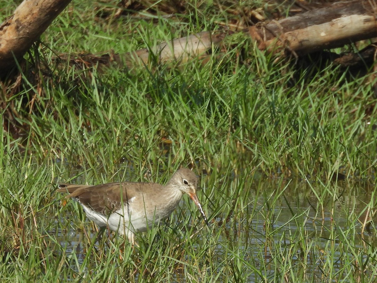 Common Sandpiper - ML645633588