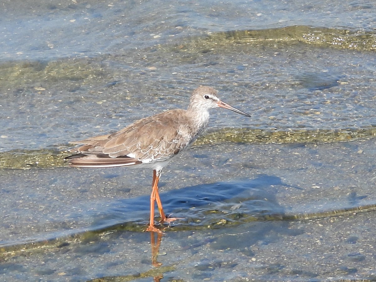 Common Sandpiper - ML645633589
