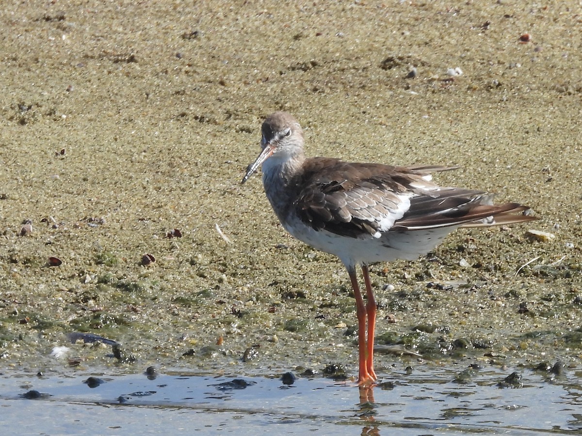 Common Sandpiper - ML645633590