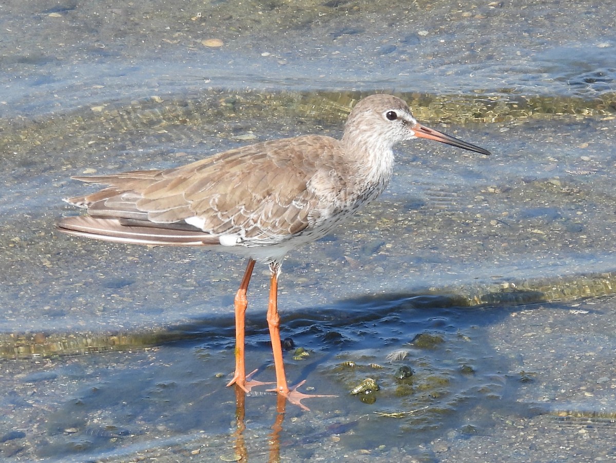 Common Sandpiper - ML645633591