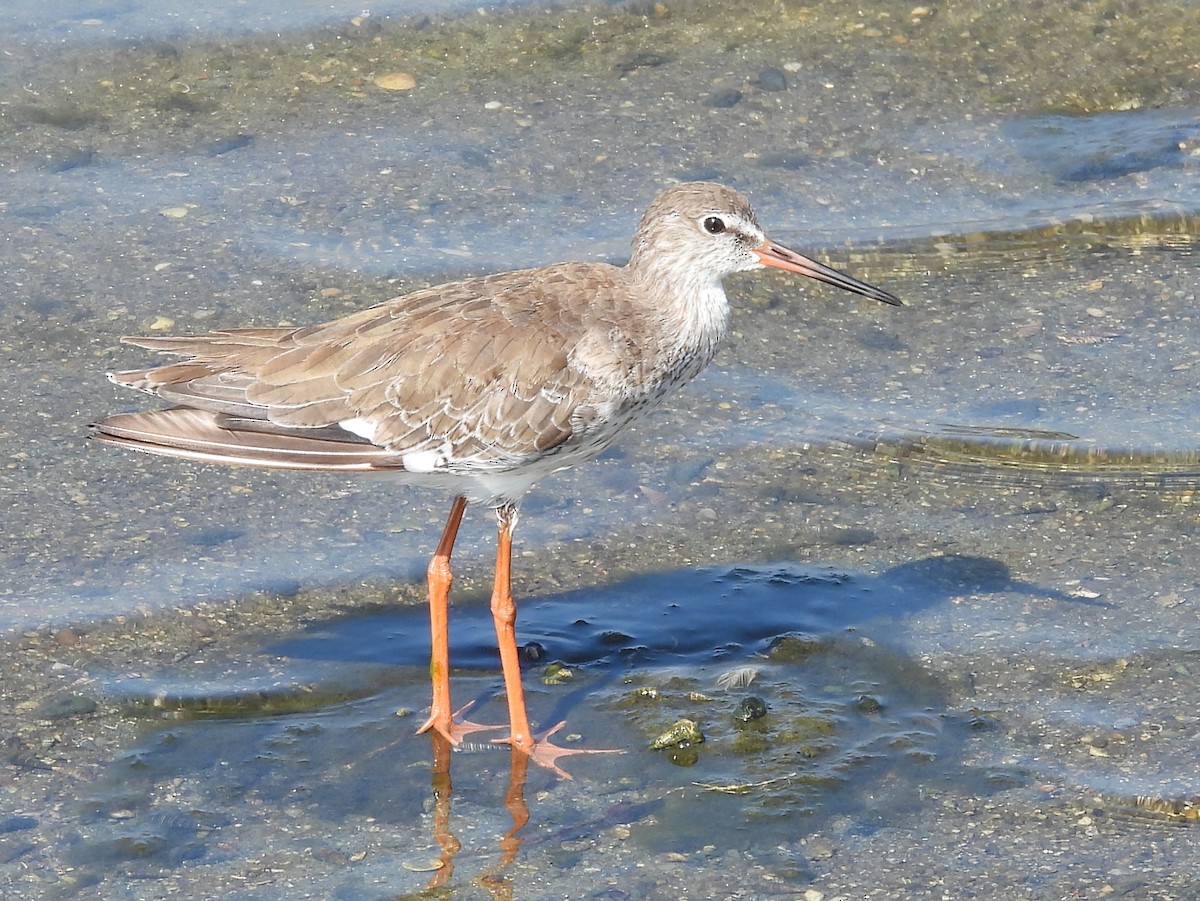 Common Sandpiper - ML645633592