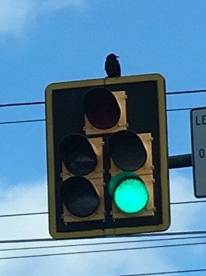 ホシムクドリ - ML645633593