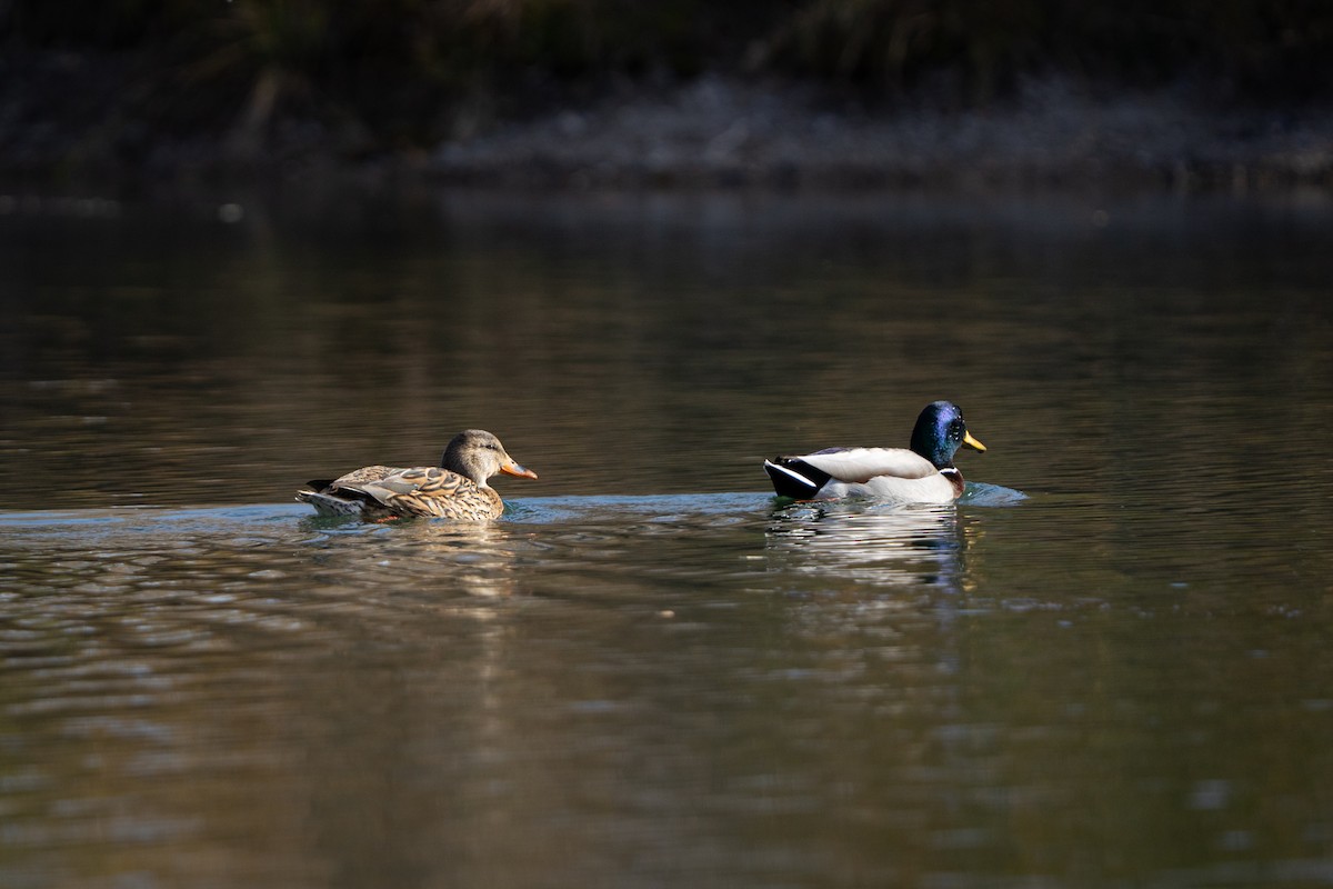 Mallard - ML645633594