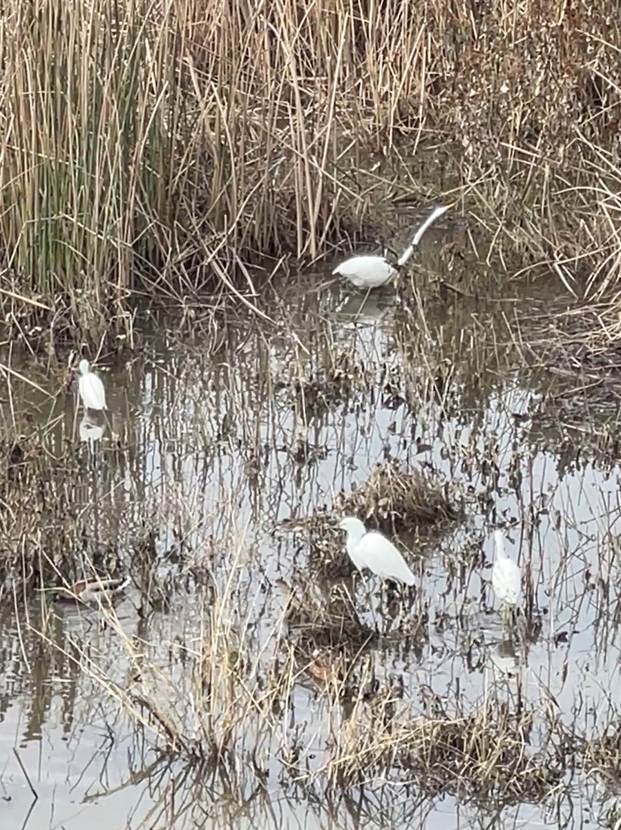 Snowy Egret - ML645633595