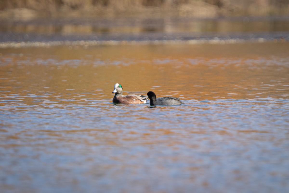 American Wigeon - ML645633597