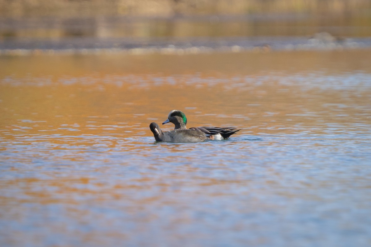 American Wigeon - ML645633598