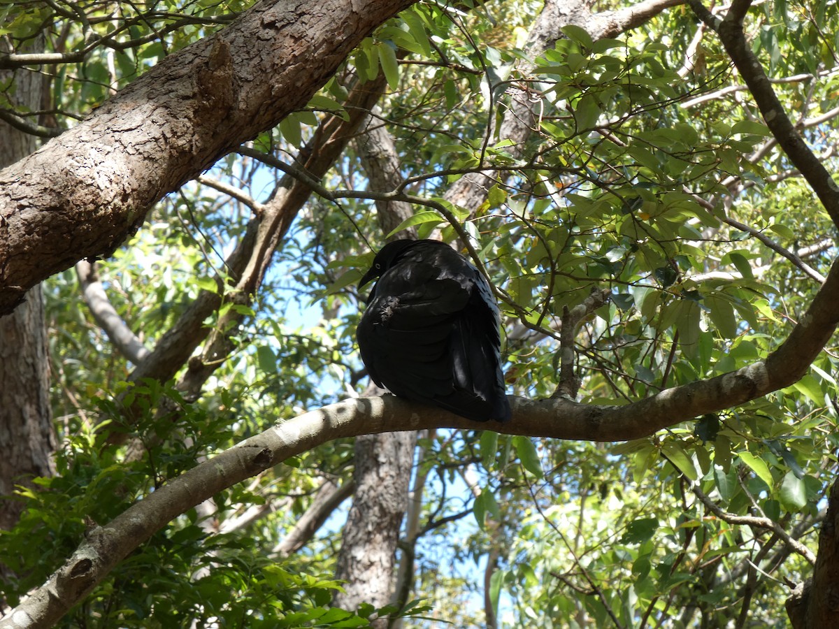 Australian Raven - ML645633599