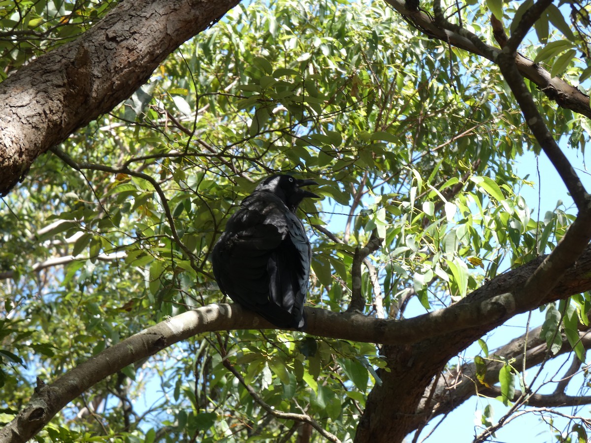 Australian Raven - ML645633600