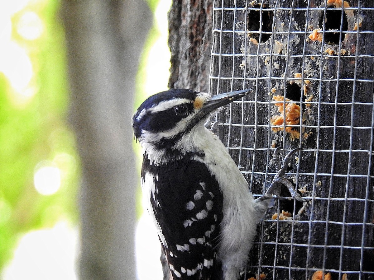 Hairy Woodpecker - ML645633601