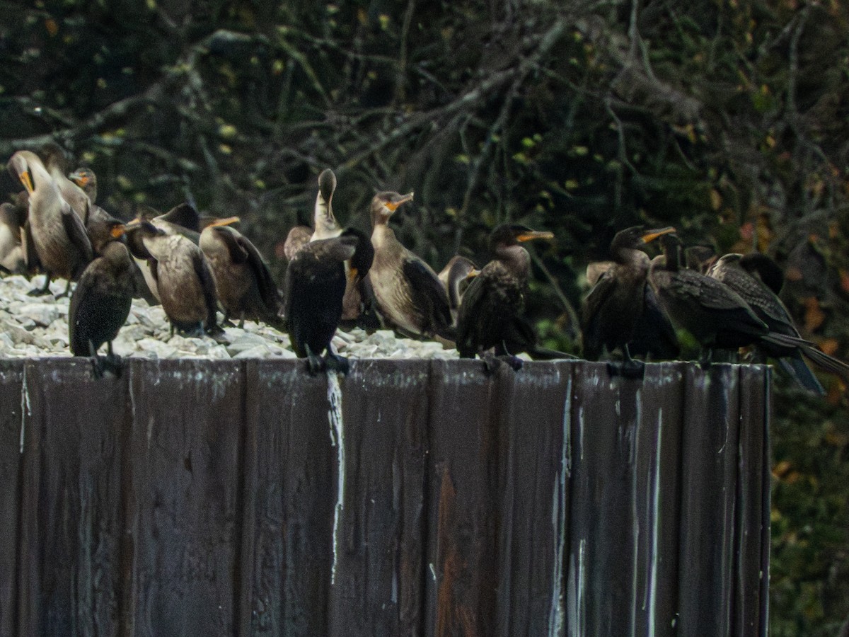 Great Cormorant - ML645633602