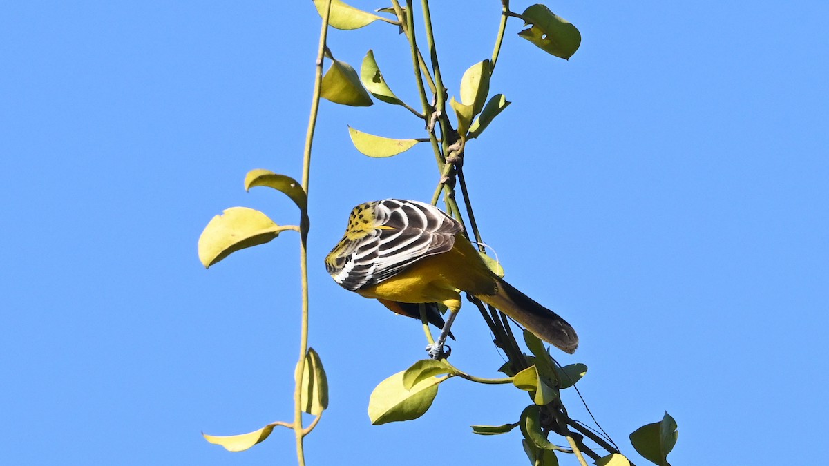 Streak-backed Oriole - ML645633605