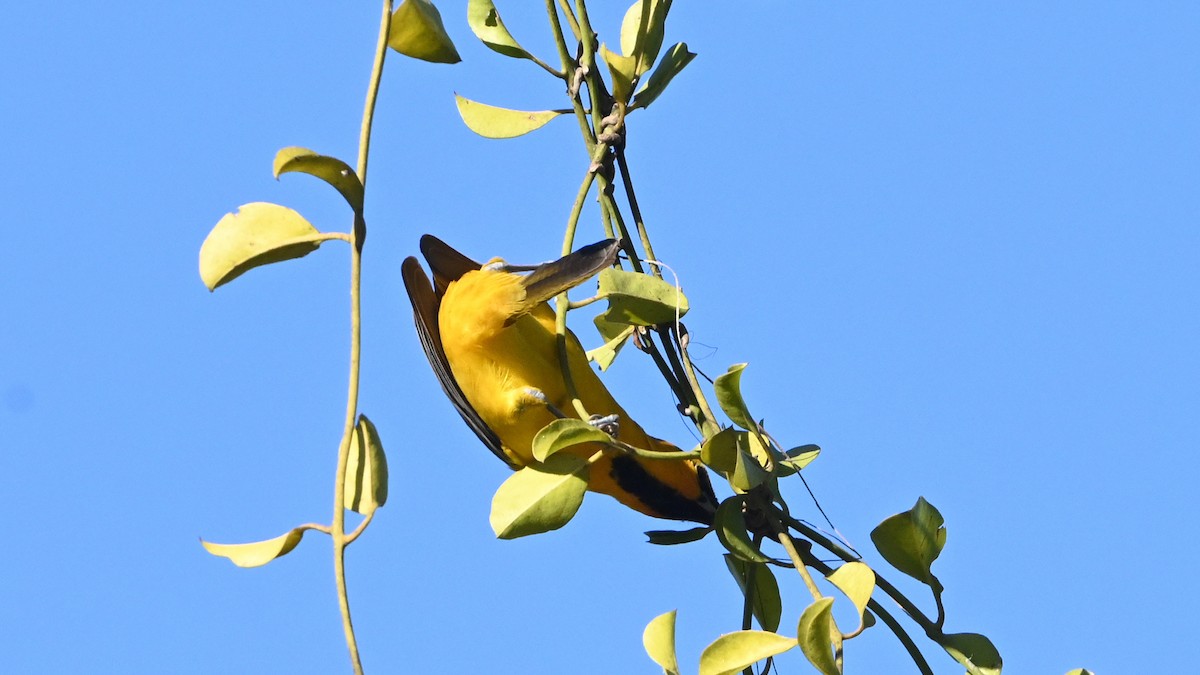 Streak-backed Oriole - ML645633606