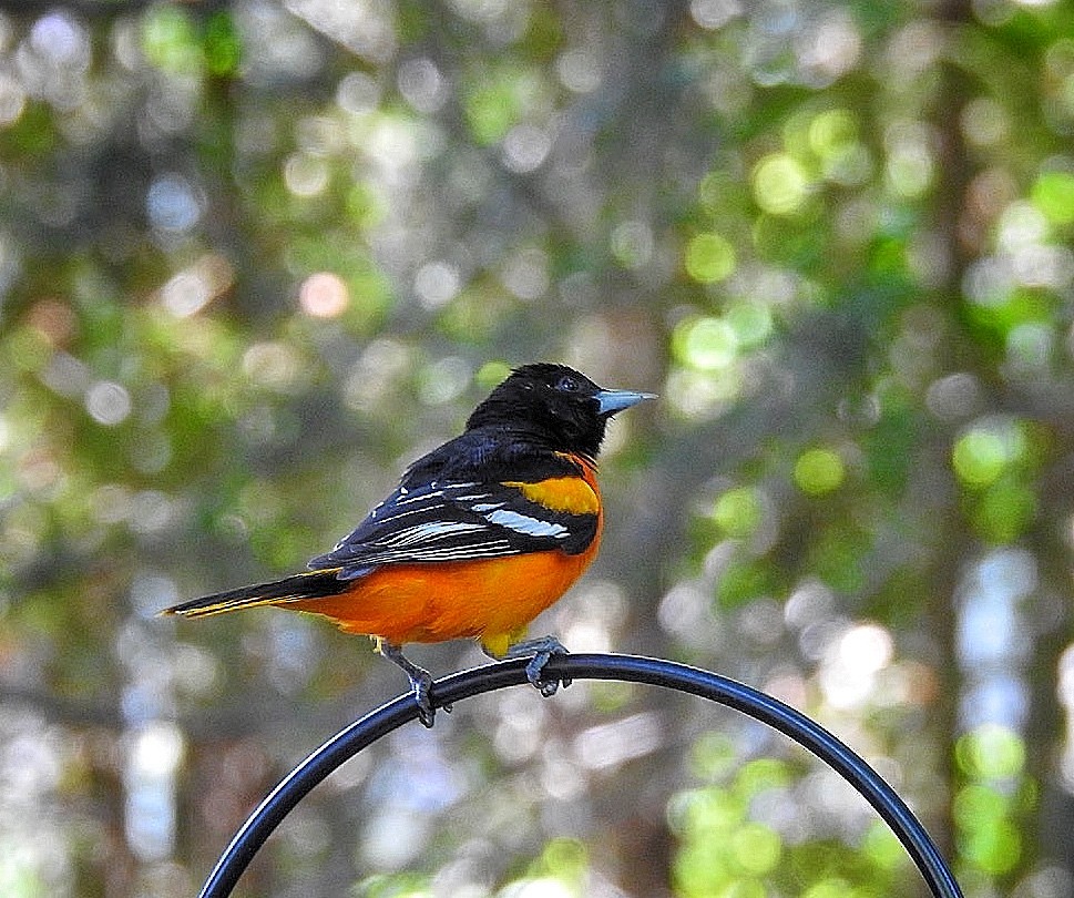 Baltimore Oriole - ML645633607