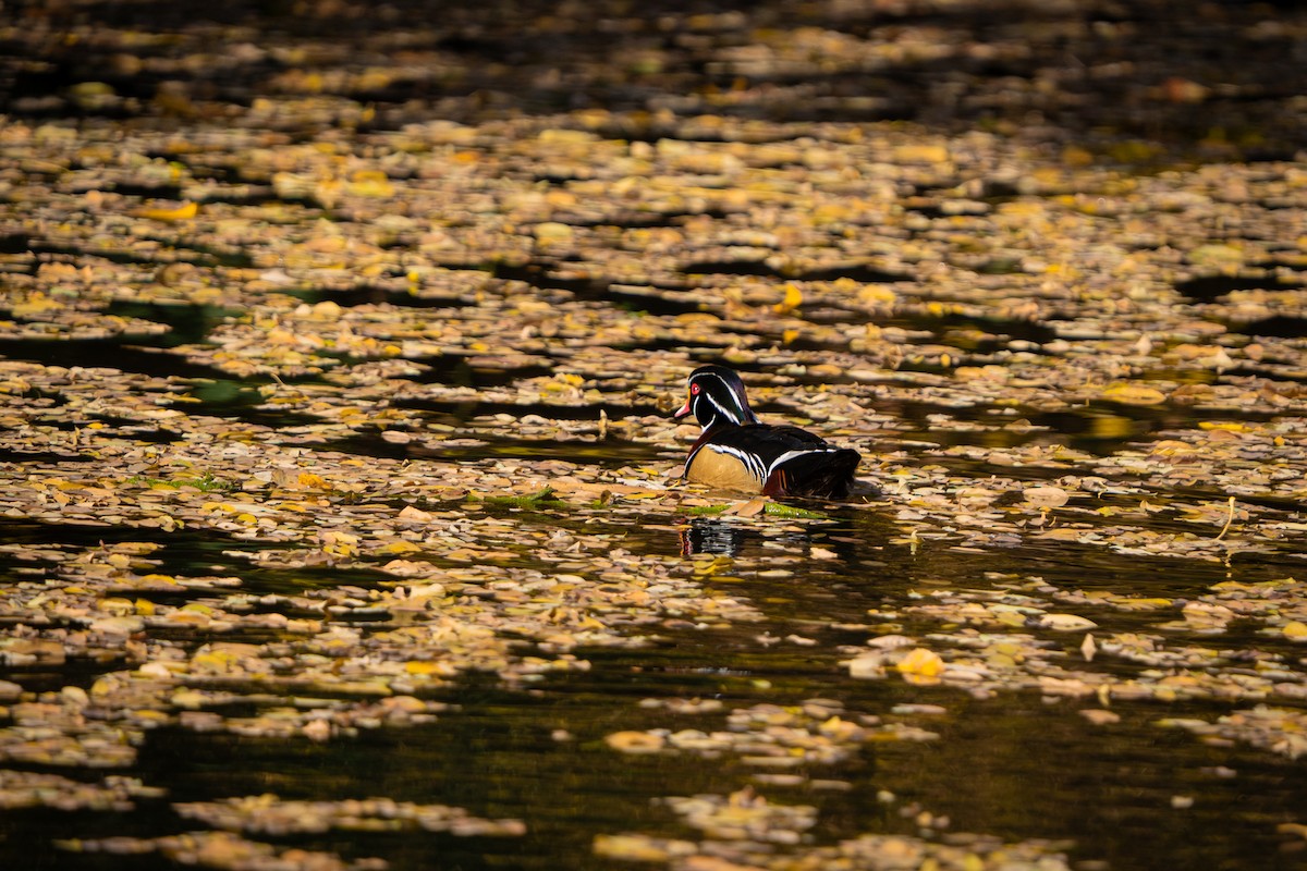 Wood Duck - ML645633608