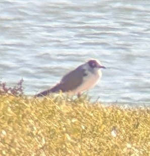 Franklin's Gull - ML645633609