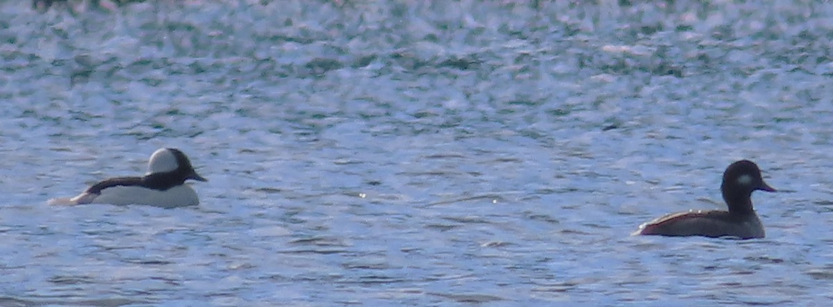 Bufflehead - ML645633610
