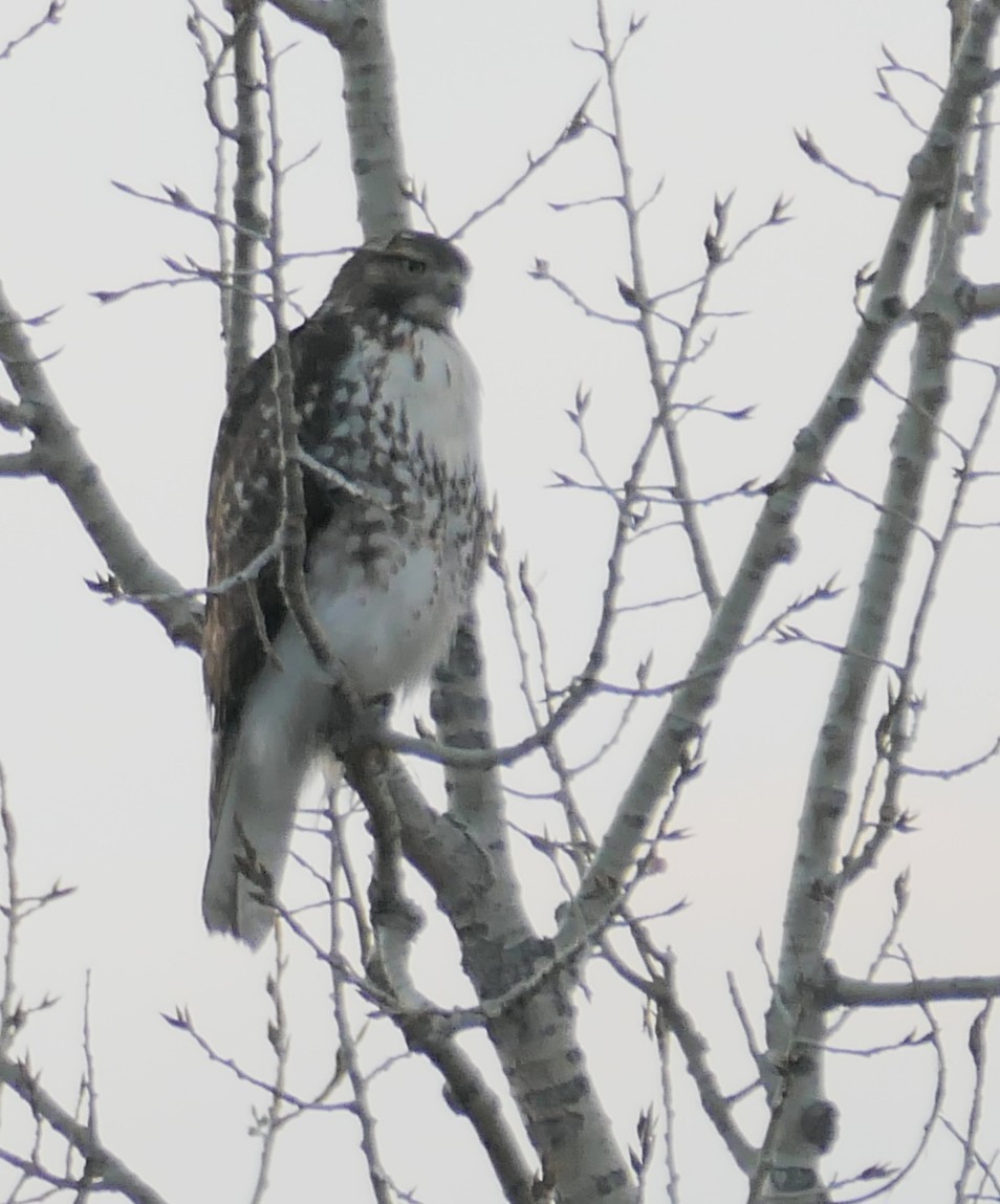 Red-tailed Hawk - ML645633621