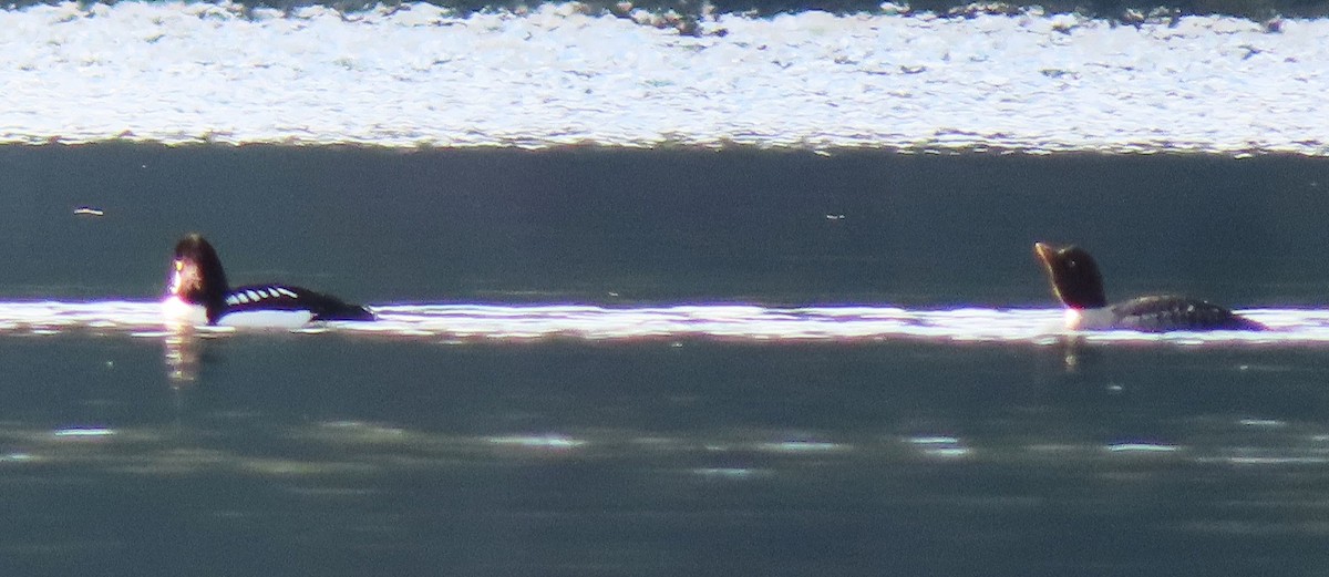 Barrow's Goldeneye - ML645633631