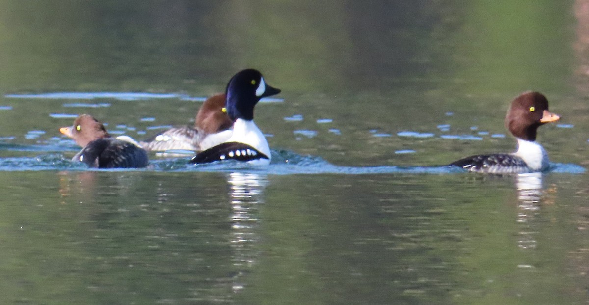 Barrow's Goldeneye - ML645633632