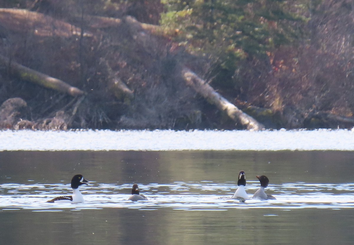 Barrow's Goldeneye - ML645633633