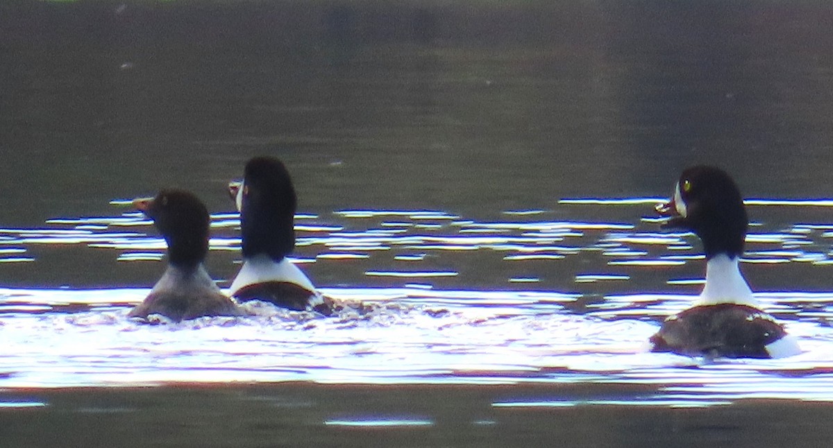 Barrow's Goldeneye - ML645633634