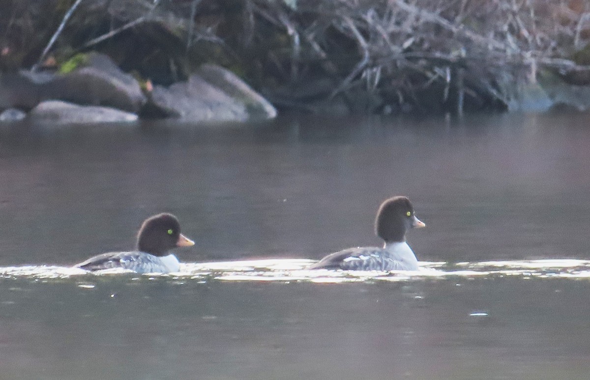 Barrow's Goldeneye - ML645633635