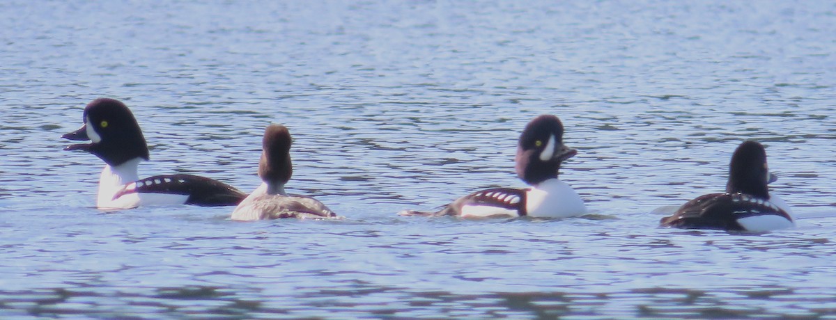 Barrow's Goldeneye - ML645633636