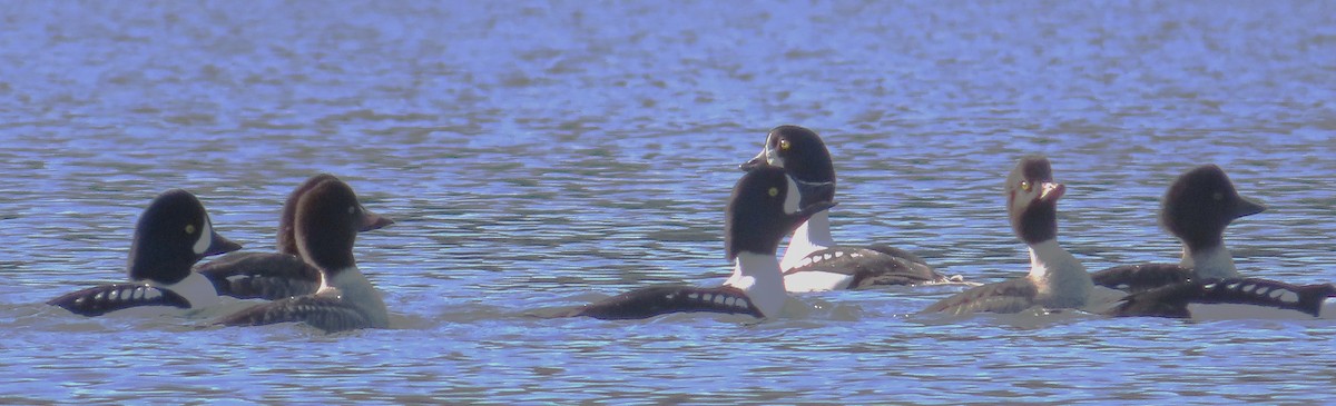 Barrow's Goldeneye - ML645633637